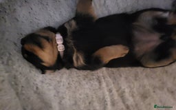Rottweiler dogs for sale: 1 male 1 female rottweiler  - Image 12