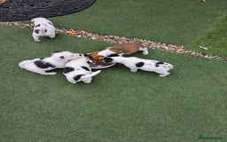 Jack Russell dogs for sale: Jack Russel puppies  - Image 11