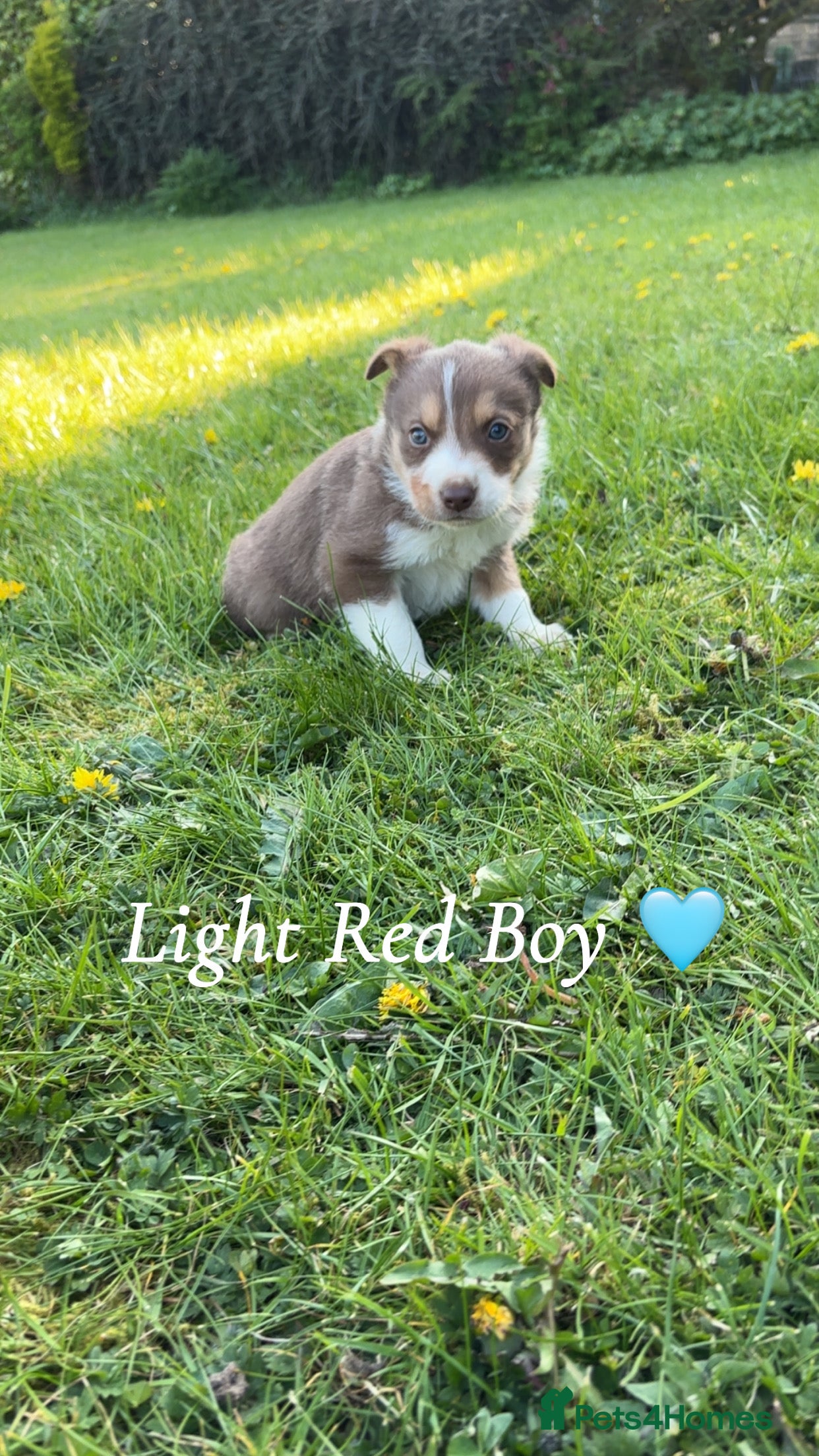 Border Collie dogs 6 Border Collie Puppies  - Advert 7