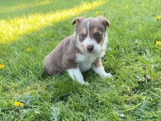 Border Collie dogs 6 Border Collie Puppies - Advert 7