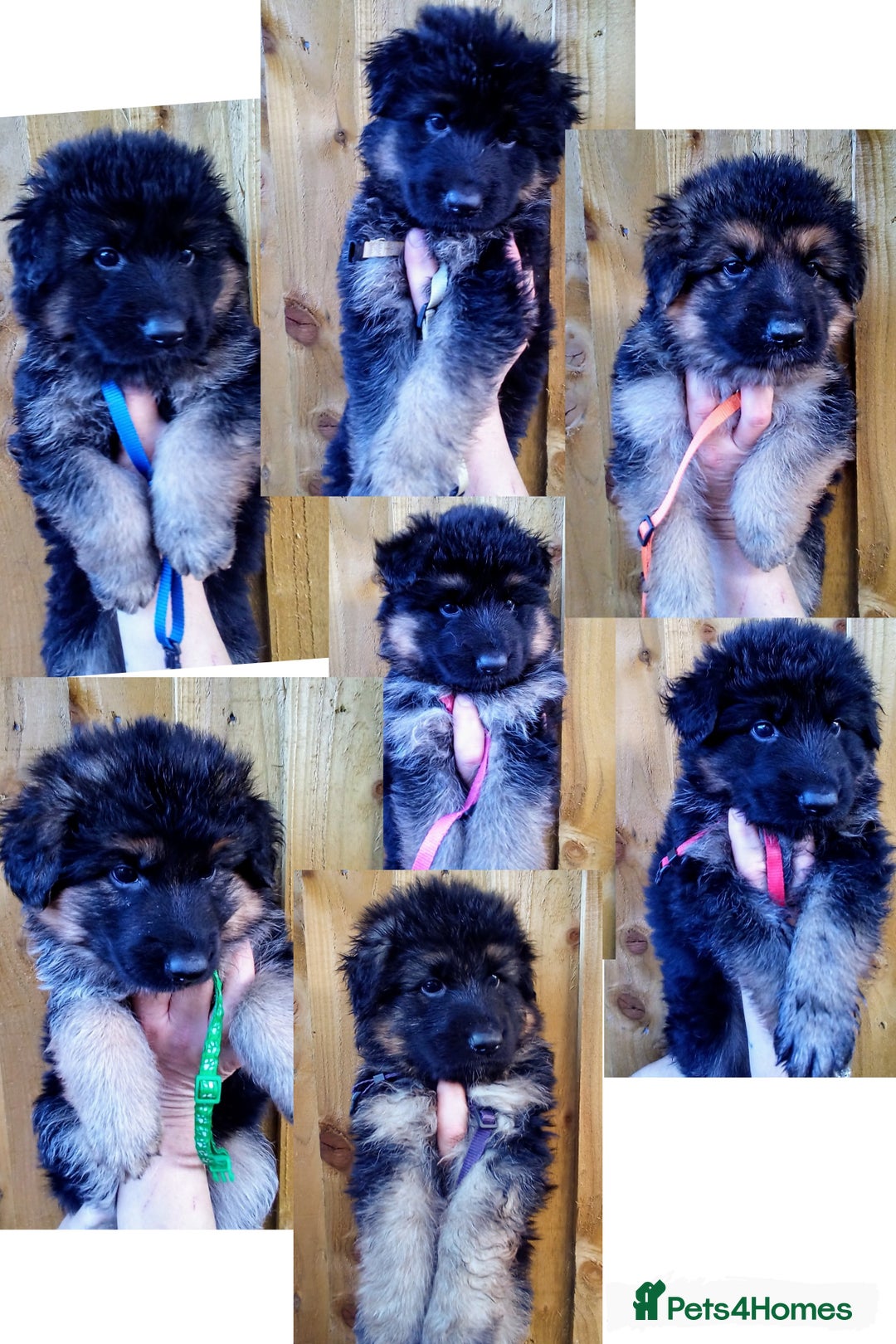 German Shepherd Keeshond Craigslist German Shepherd Puppies
