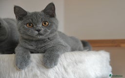 British Shorthair cats for sale: GCCF British Shorthairs Ready now  - Image 2
