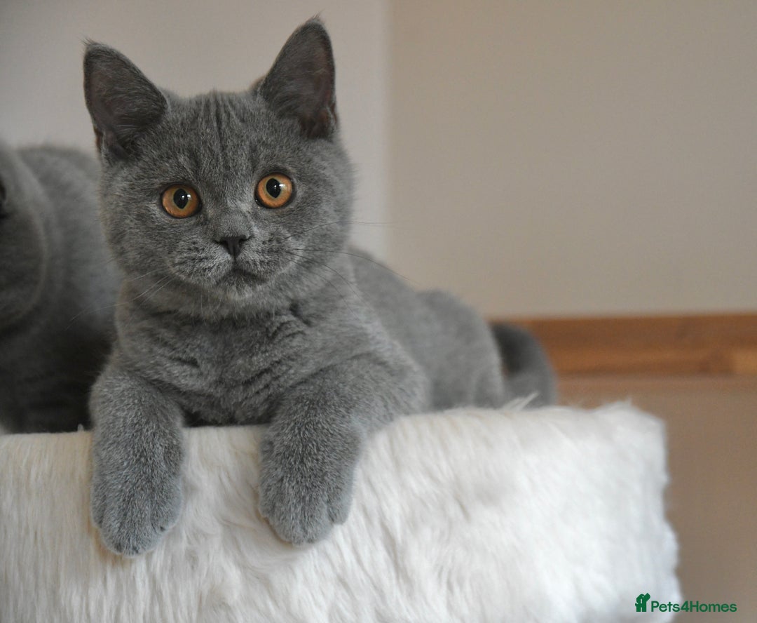 British Shorthair cats for sale: GCCF British Shorthairs Ready now  - Image 2