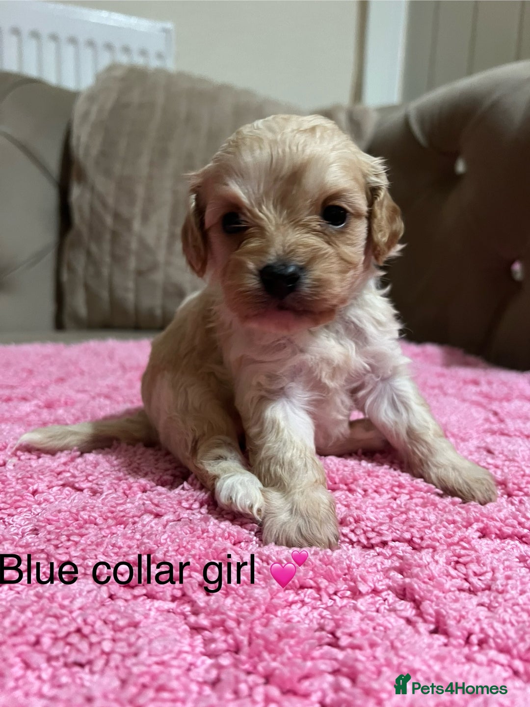 Cavapoo dogs for sale: Health tested cavapoos ready 16th February 🐶 - Advert 4