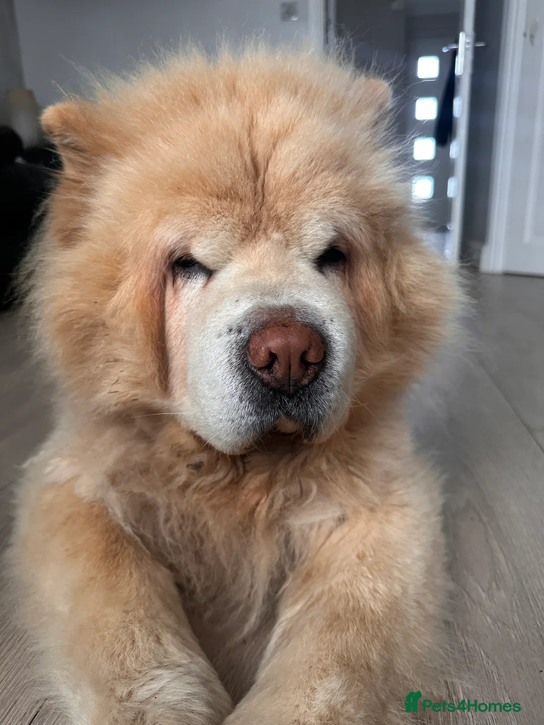 Chow Chow dogs for sale: Chow chow for re-homing  - Advert 1
