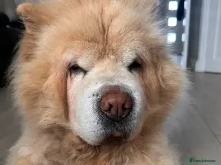 Chow Chow dogs Chow chow for re-homing - Advert 1