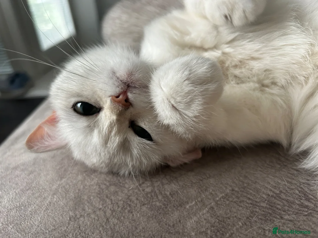 British Shorthair cats for sale: Bonded Pair of British Shorthairs - Advert 2