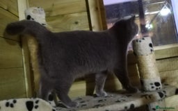 British Shorthair cats for sale: Gccf active registered blue BSH queen - Image 5