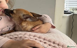 Chihuahua dogs for sale: Bagel is looking for her forever home ❤️ in Leicester - Image 4