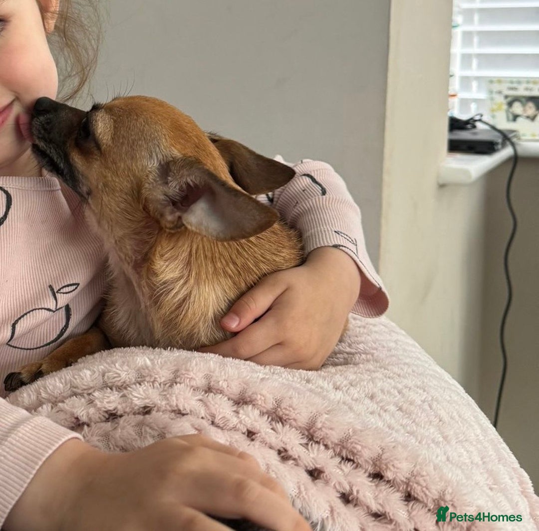 Chihuahua dogs for sale: Bagel is looking for her forever home ❤️ in Leicester - Image 4