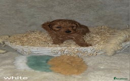 Cavapoo dogs for sale: Cavapoo f1b - Image 4