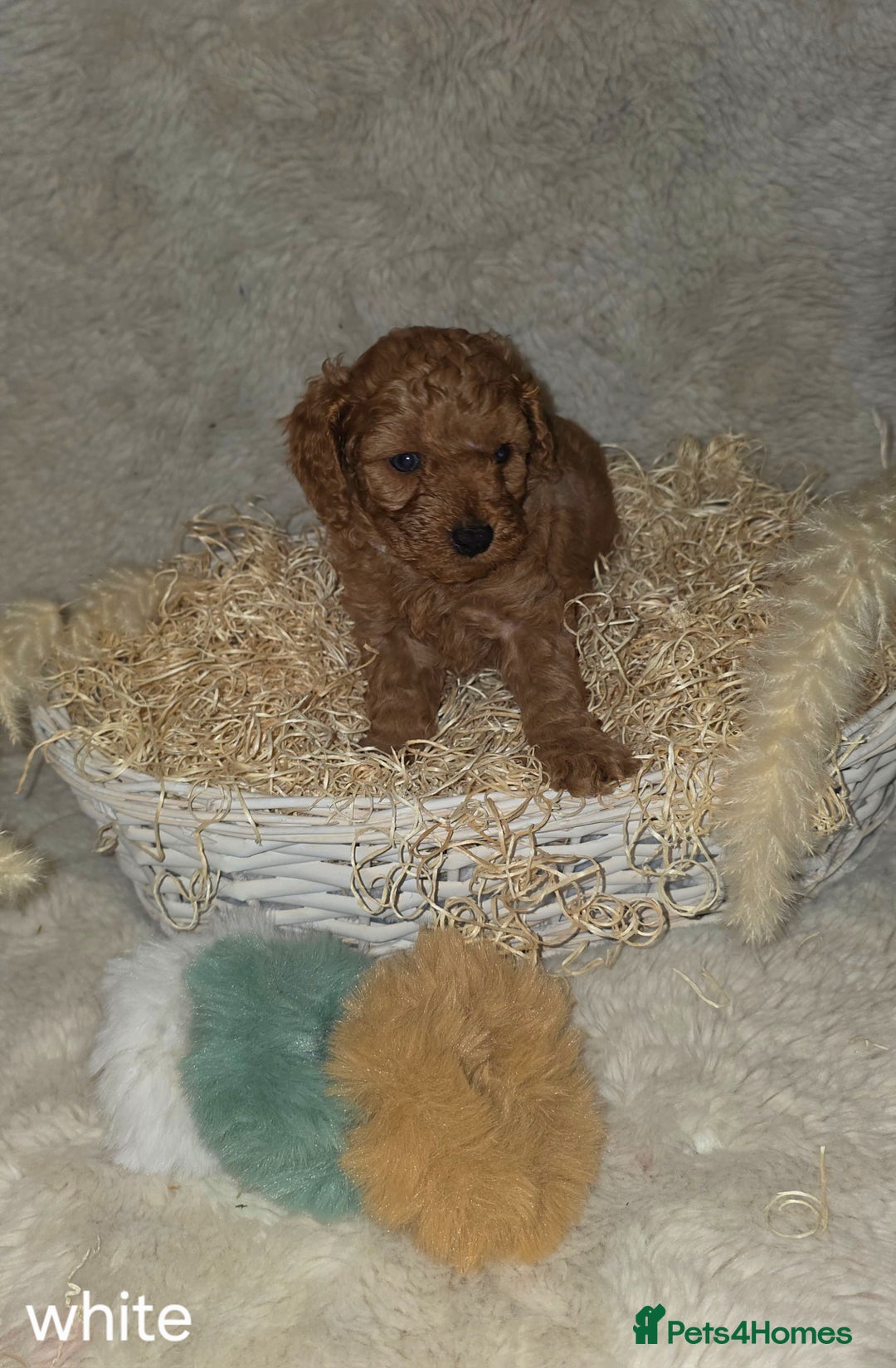 Cavapoo dogs for sale: Cavapoo f1b - Image 4