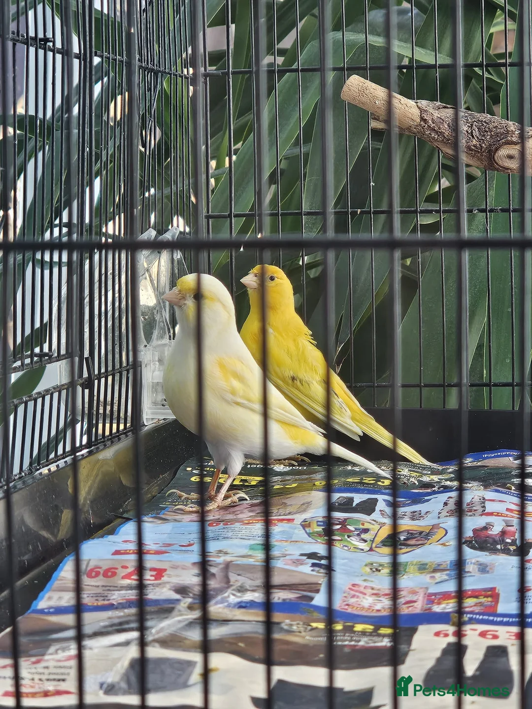 Canaries birds for sale: Female and male canary in Basildon - Advert 2
