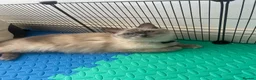 Ragdoll cats for sale: Beautiful Ragdoll Kittens  - Advert 34