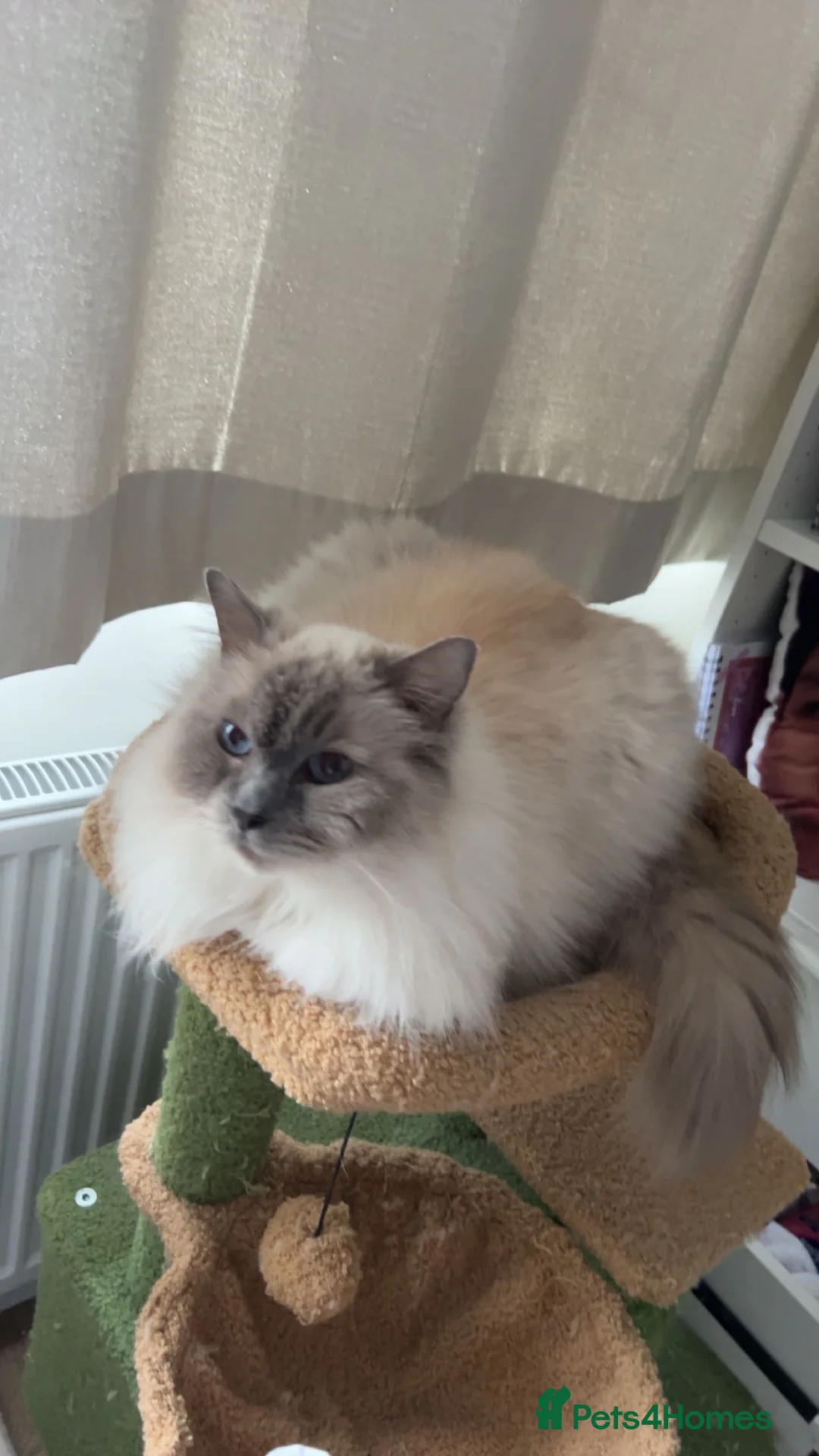 Ragdoll cats for sale: Beautiful male ragdoll in Studley - Advert 1
