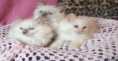 Ragdoll cats - Advert 6