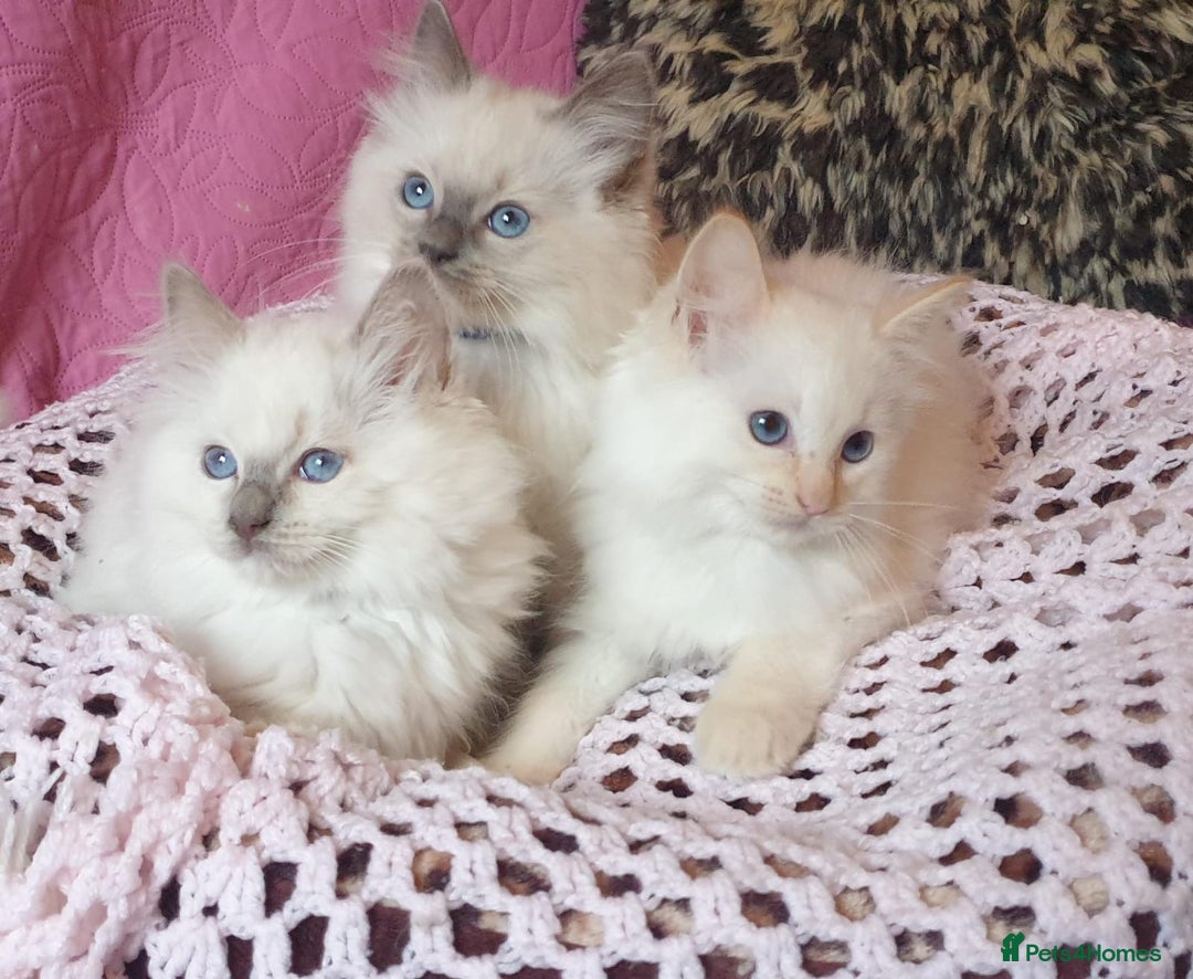 Ragdoll cats for sale: 💖Beautiful GCCF Registered Ragdoll Kittens. - Image 3