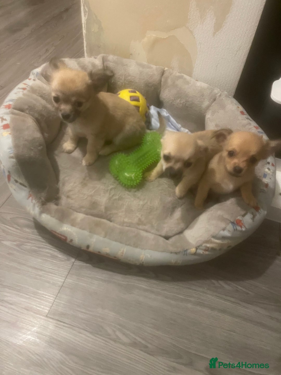 Chihuahua dogs for sale: Beautiful cream puppies for sale  - Advert 5