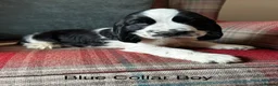 Cocker Spaniel dogs for sale: KC reg, health tested, show type cocker spaniels  - Advert 14