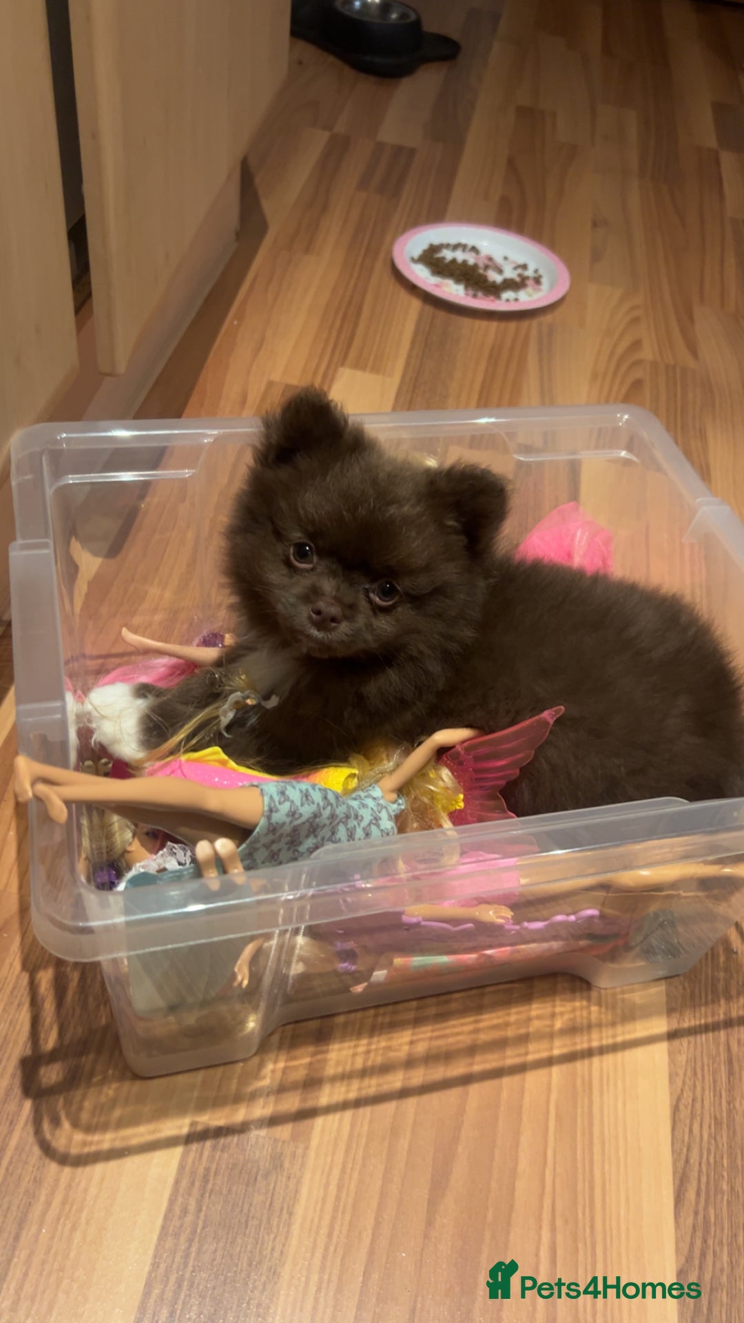 Pomeranian dogs for sale: 1 stunning rare markings Pom ready now  - Advert 34