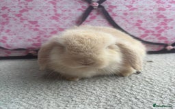 Mini Lop rabbits for sale: Pure bred Mini Lops - Image 6