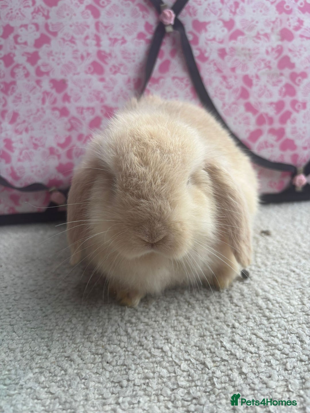 Mini Lop rabbits for sale: Pure bred Mini Lops - Image 6