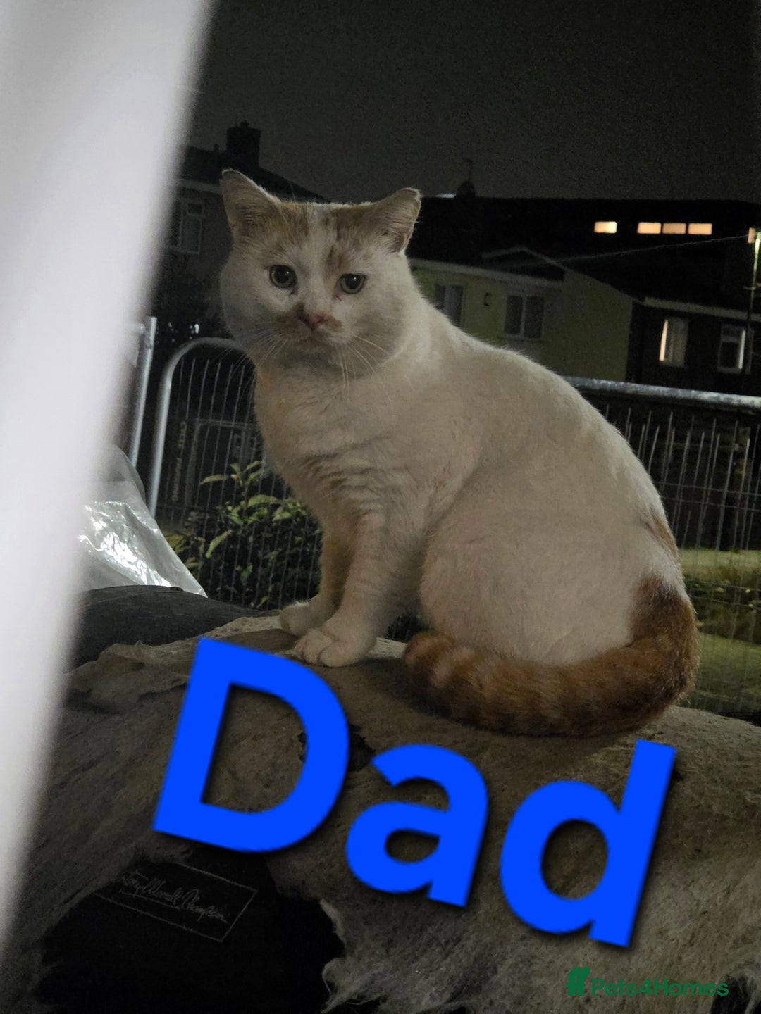 Mixed Breed cats for sale: 5 Fabulous kittens - Advert 3