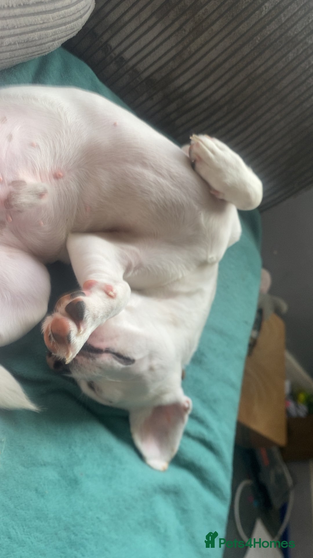 Mixed Breed dogs for sale: Jack Russell/French bulldog - Image 1