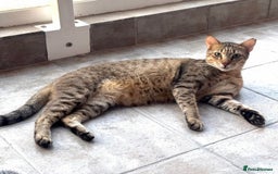 Arabian Mau cats for adoption: Kevin & Minnie  - Image 8