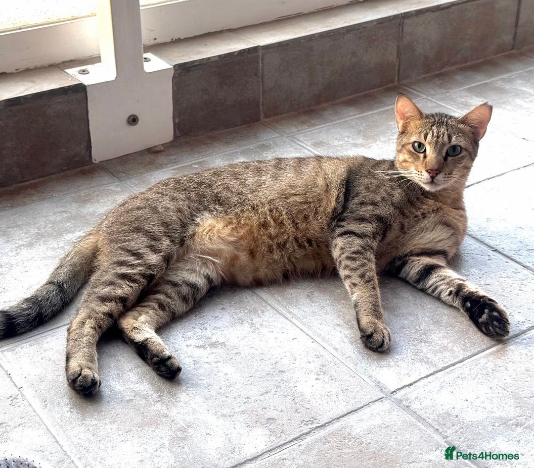 Arabian Mau cats for adoption: Kevin & Minnie  - Image 8
