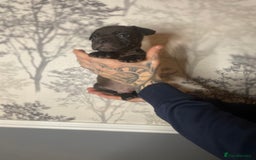 Mixed Breed dogs for sale: Bulldogs for sale  - Image 38