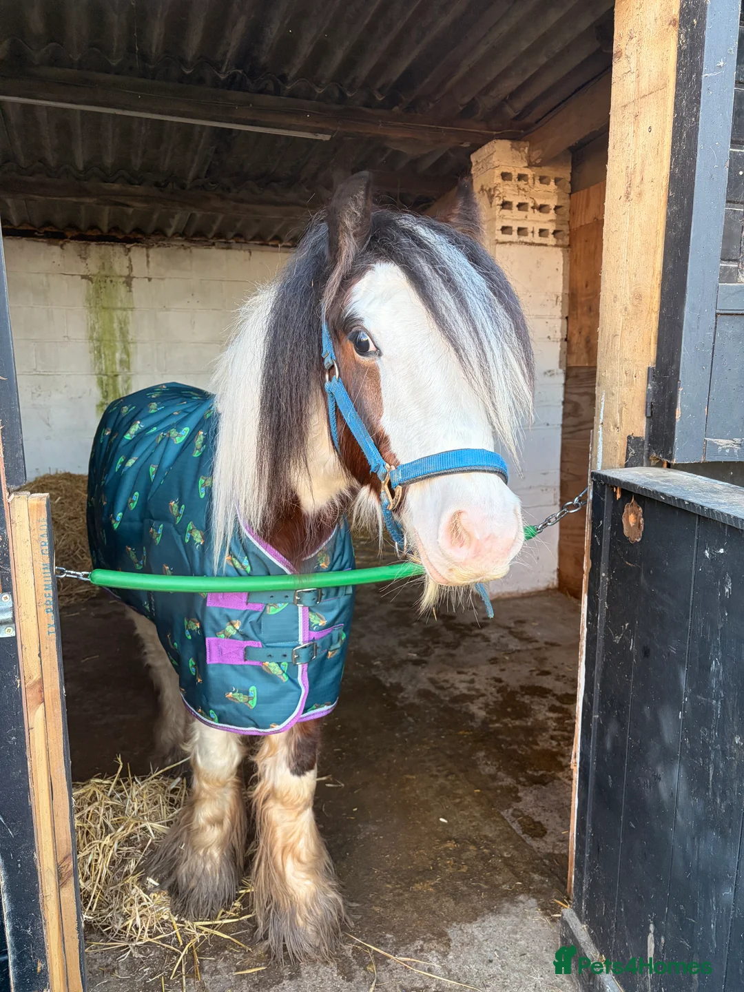 Irish Cob horses for sale: Rising 2 year old colt for sale  - Advert 3