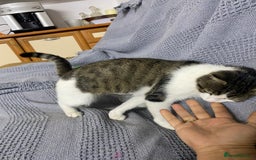 Mixed Breed cats for adoption: NOSE - a Lovely boy, for a Loving Home - Image 9