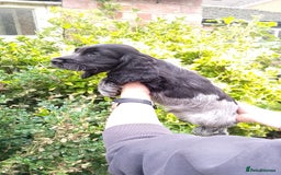 Cocker Spaniel dogs for sale: KC Registered Show type Cocker Spaniels  - Image 4