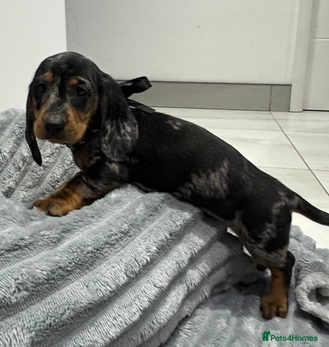 Miniature Dachshund dogs for sale: Gorgeous Miniature Dachshunds - Advert 33