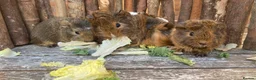 Guinea Pig rodents for sale: Abyssinian/ long-haired babies - Advert 3