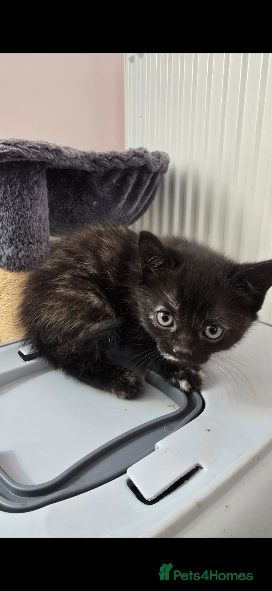 Mixed Breed cats for sale: Lovely 2 girl kittens 😸 😍  - Advert 7
