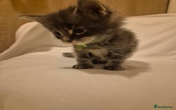 Maine Coon cats for sale: 5 week old Pure Bred Maine Coons for sale. - Image 4
