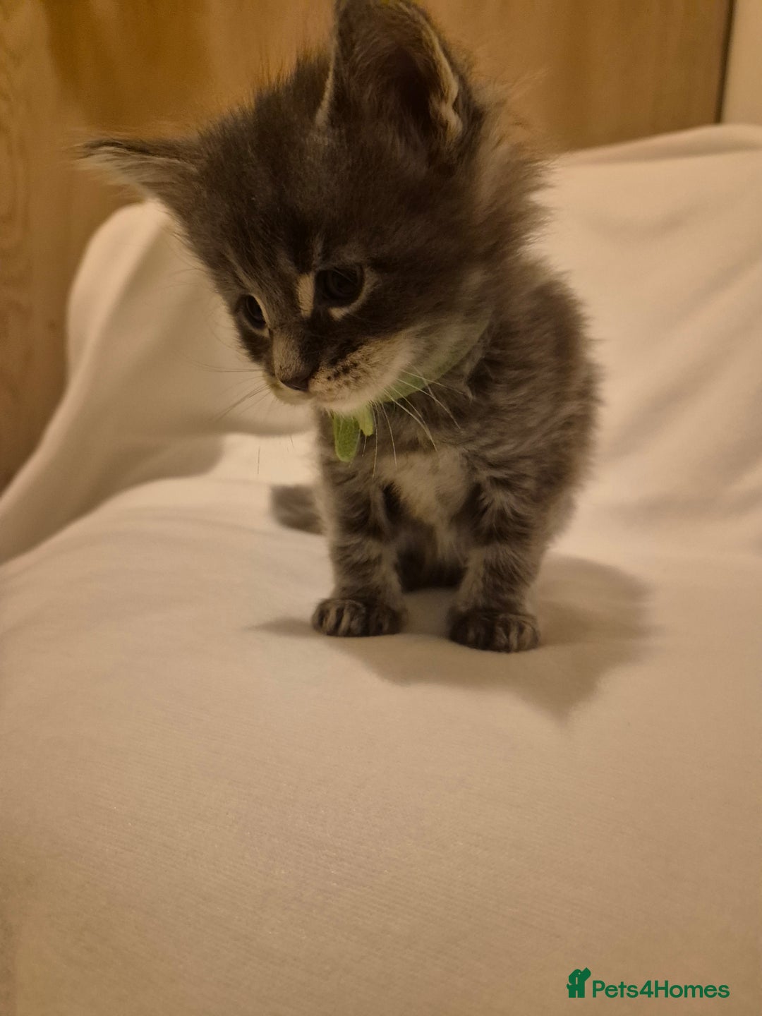 Maine Coon cats for sale: 5 week old Pure Bred Maine Coons for sale. - Image 4