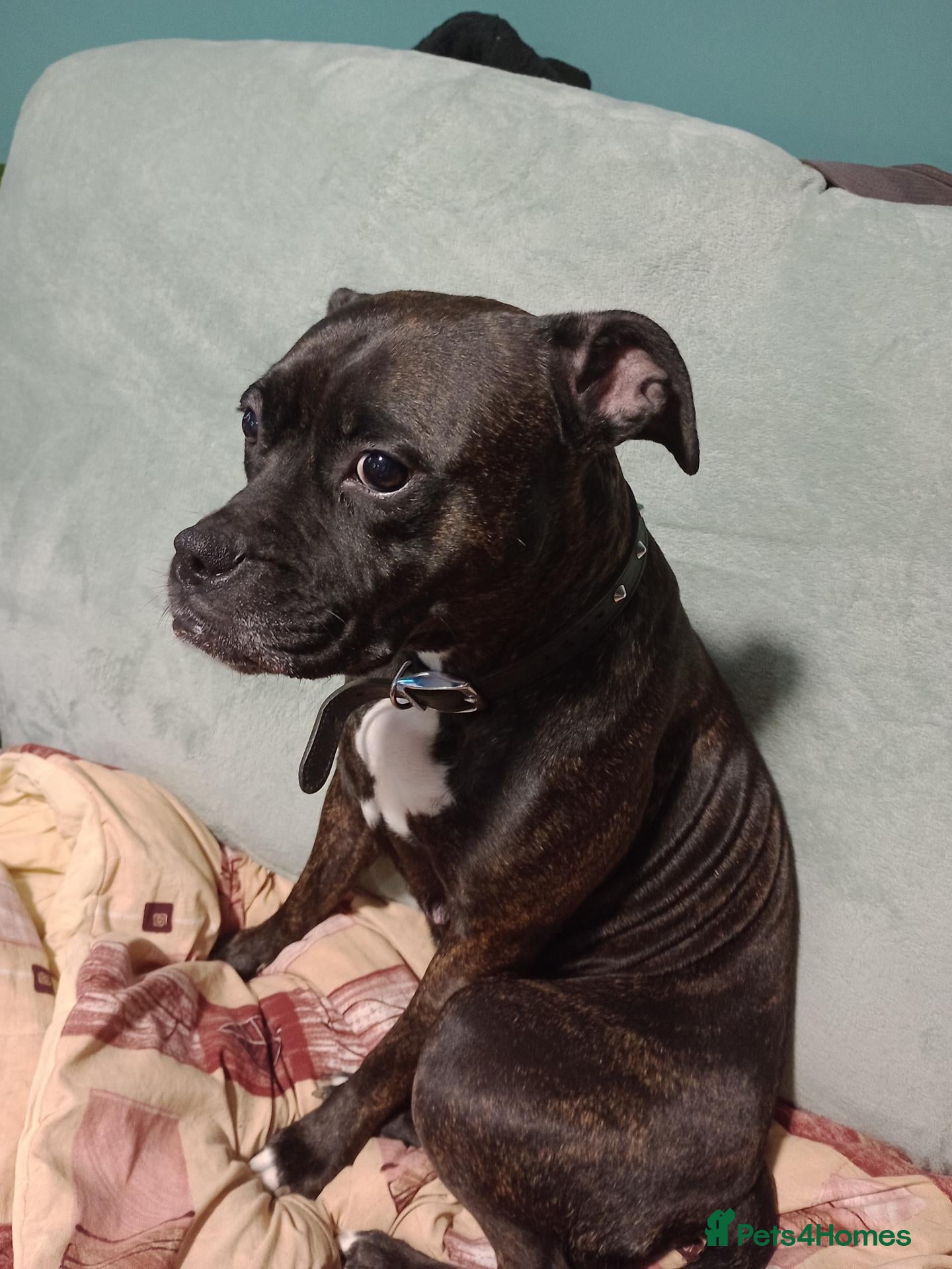Mixed Breed dogs Staffyxboxer with jack Russell  - Advert 1
