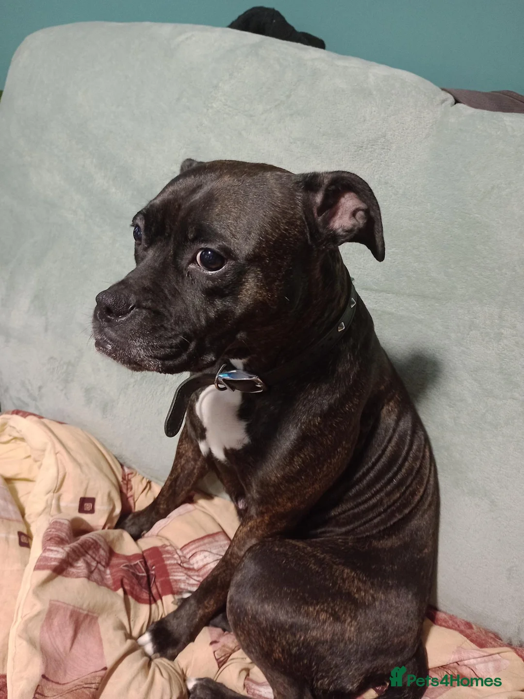 Mixed Breed dogs for sale: Staffyxboxer with jack Russell  - Advert 1