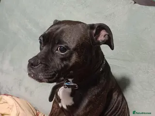 Mixed Breed dogs Staffyxboxer with jack Russell - Advert 4