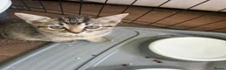Ragdoll cats for sale: Ragdoll cross in King's Lynn - Advert 6