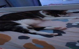 Mixed Breed cats for sale: 2 year old female  - Image 2