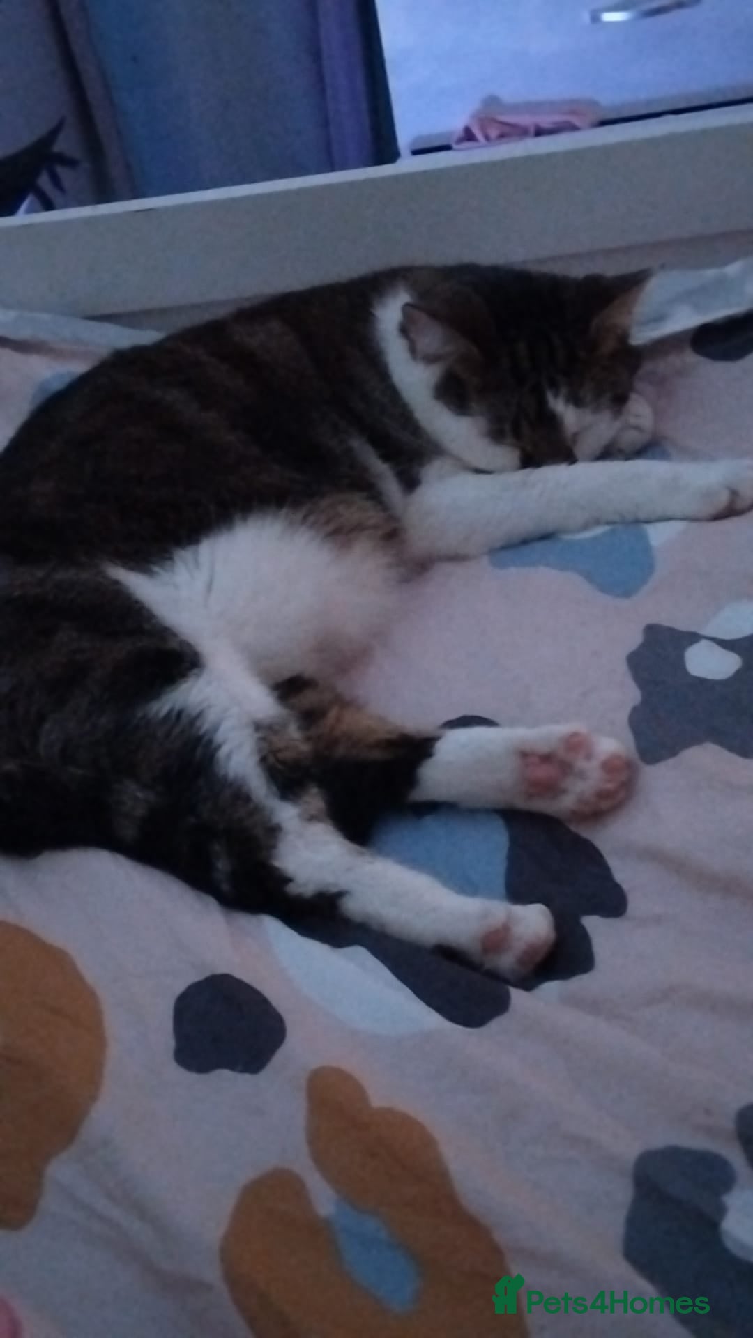 Mixed Breed cats for sale: 2 year old female  - Image 2