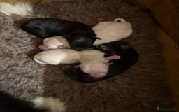 German Spitz dogs for sale: Black German Spitz Klein  - Image 3