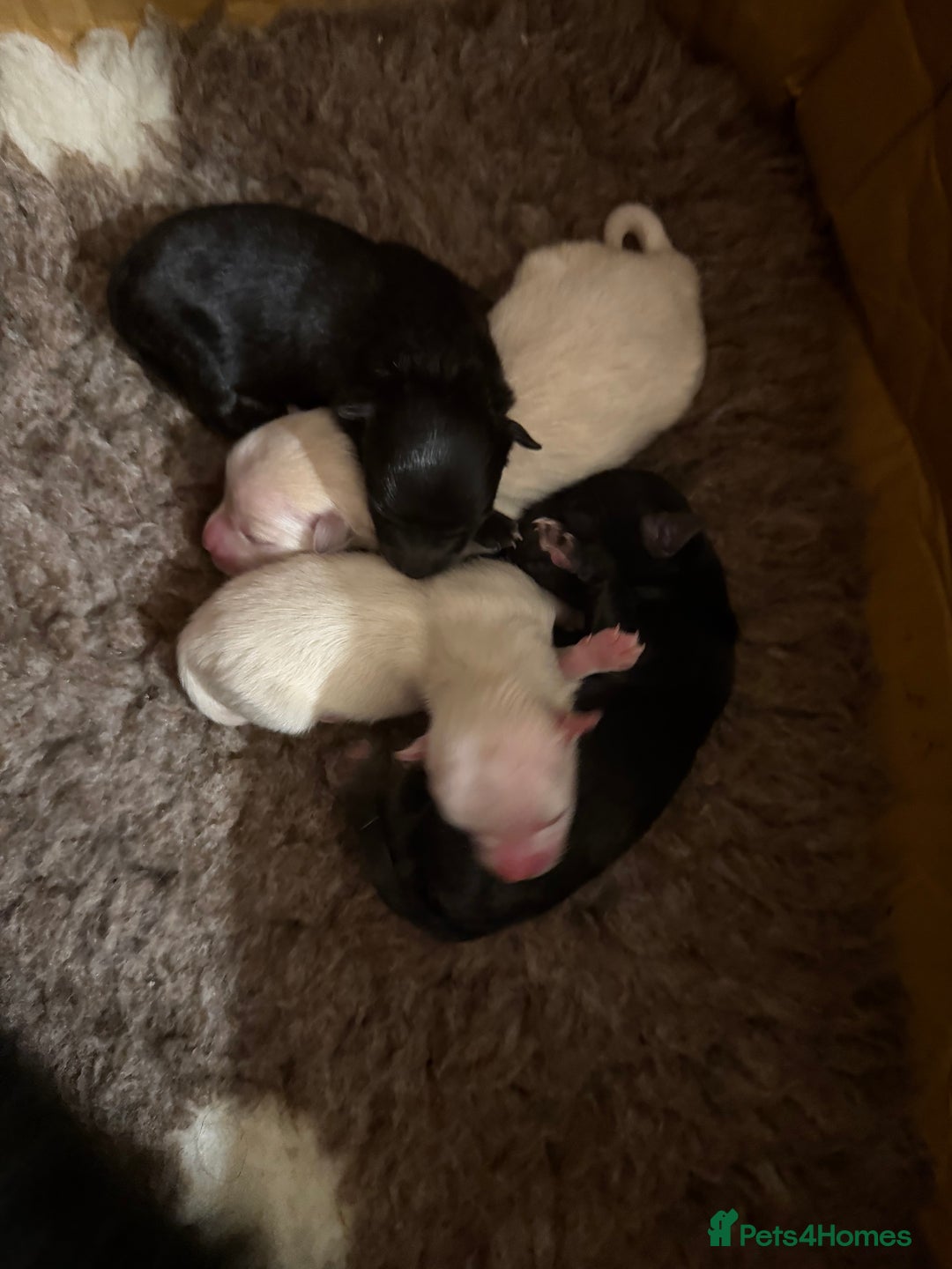 German Spitz dogs for sale: Black German Spitz Klein  - Image 3