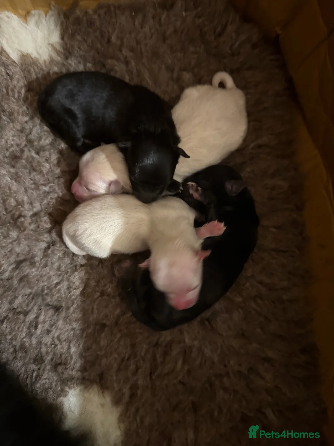 German Spitz dogs for sale: Black German Spitz Klein  - Advert 3