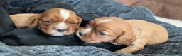 Cavalier King Charles Spaniel dogs for sale: beautiful cavalier King Charles puppies  - Advert 3