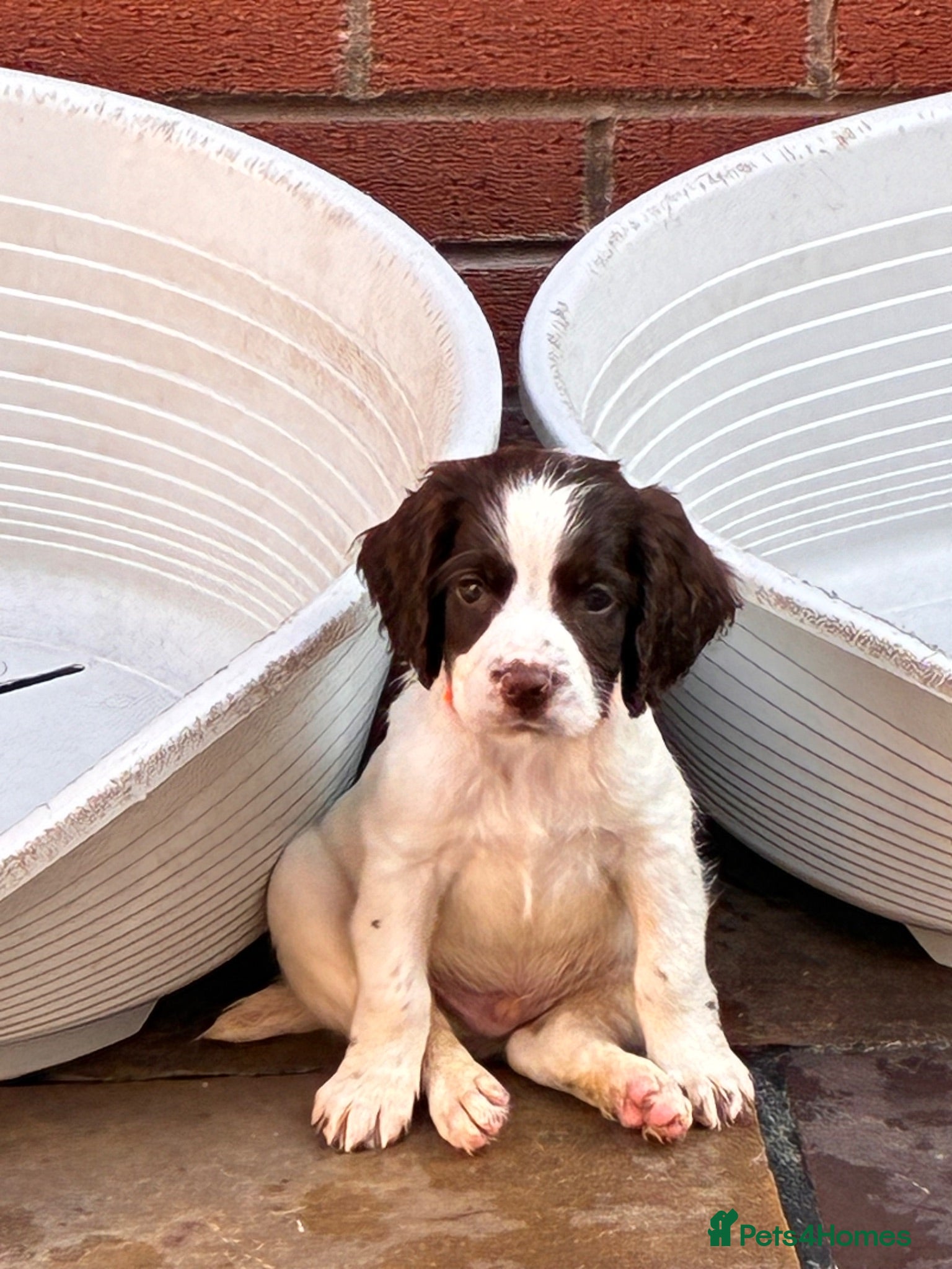 English Springer Spaniel dogs 3 DOGS 1 BITCH READY TO GO THIS WEEKEND - Advert 6